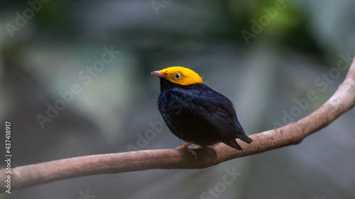 golden headed manakin waiting for display practice