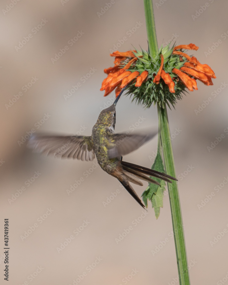 Obraz premium acrobatic oasis hummingbirds attack on wild flower