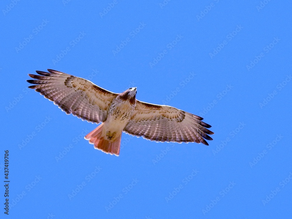 Fototapeta premium Hawks