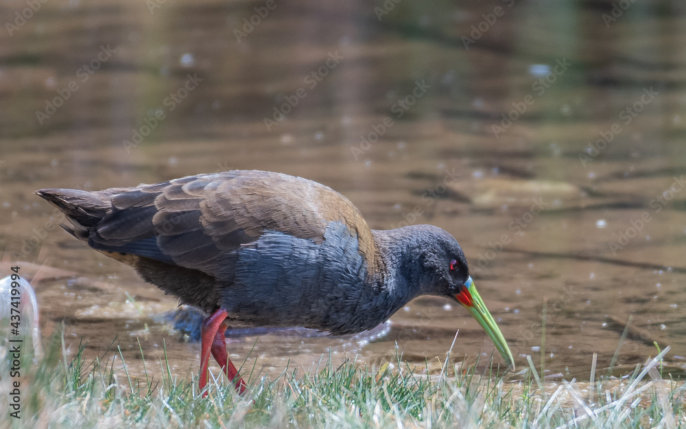 plumbeous rail feeding near a lake shore in cusco plumbeous rail feeding near a lake shore in cusco