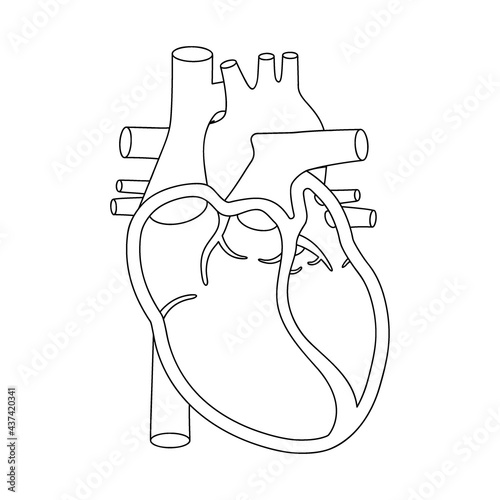 Human heart illustration. Anatomically correct heart with cross-section view.