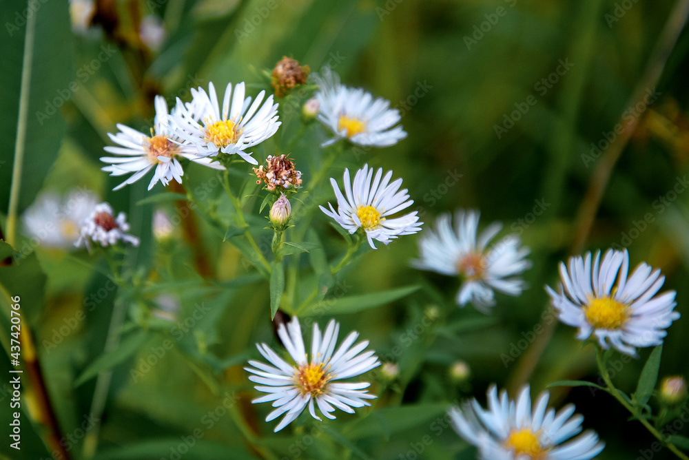 Blue Aster Tataricus flowers bloom in autumn garden Blue Aster Tataricus flowers bloom in autumn garden