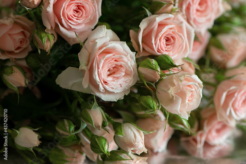Bunch of fresh cutted pink roses  floral background