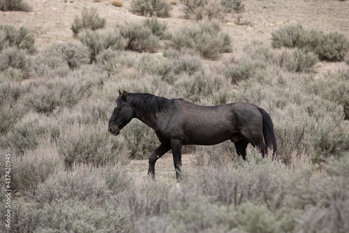 Wild Horse Stallion in the Utah Desert