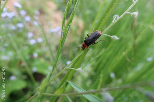 Soldier beetle (cantharis rustica) in grass.  © iguanasbear