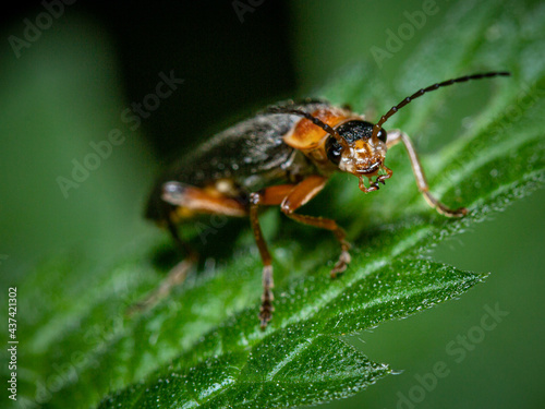 Leaf Beetle on a green leaf © michaelheim
