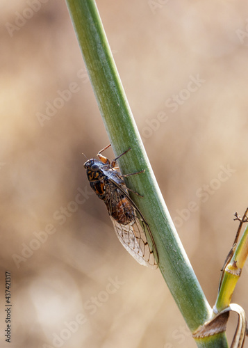 The Cicada is a true bug photo