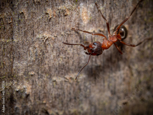 Close up on the head of an ant showing the mandibles