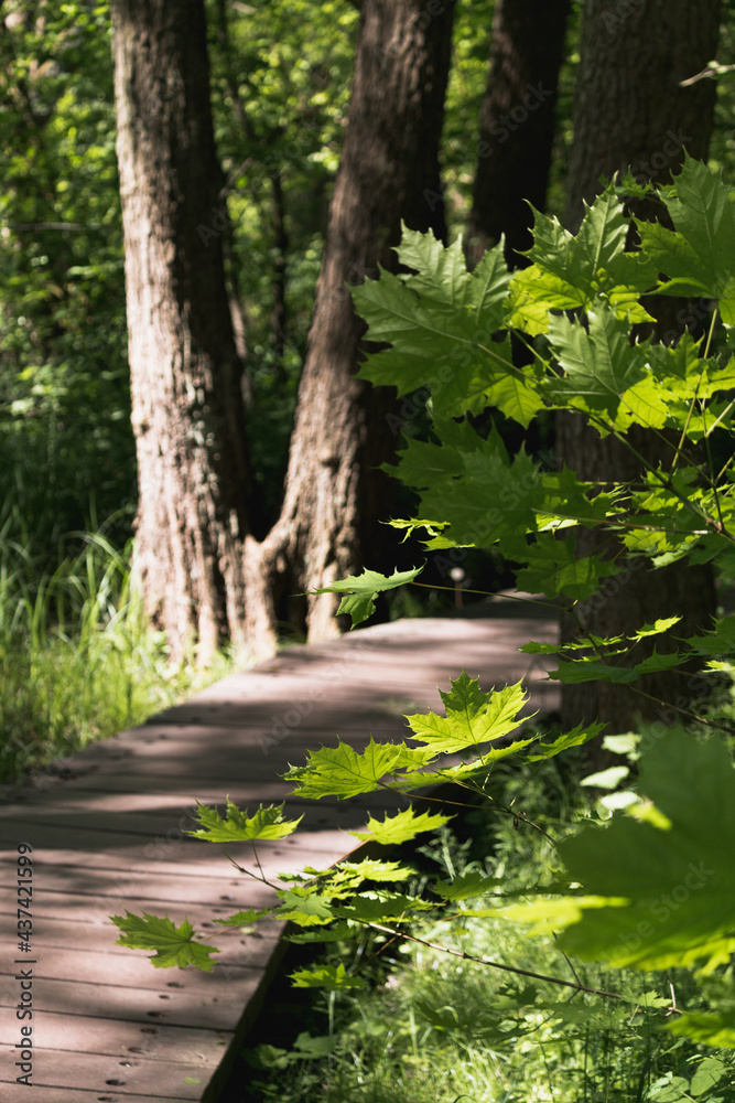 Boardwalk path in a forest Boardwalk path in a forest