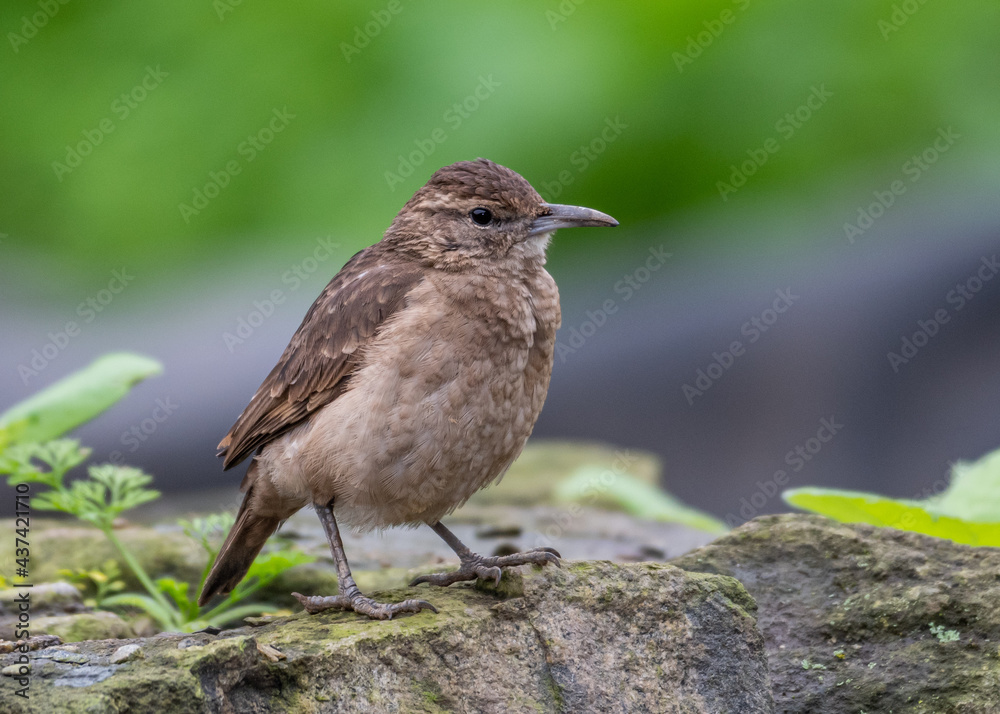 portrait of endemic thick billed miner