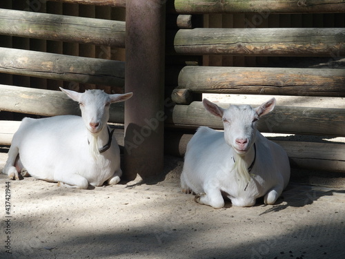 Zwei weiße Ziegen im Dortmunder Zoo, Deutschland photo