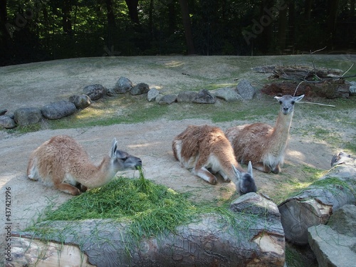 Vicugnas im Dortmunder Zoo, Deutschland photo