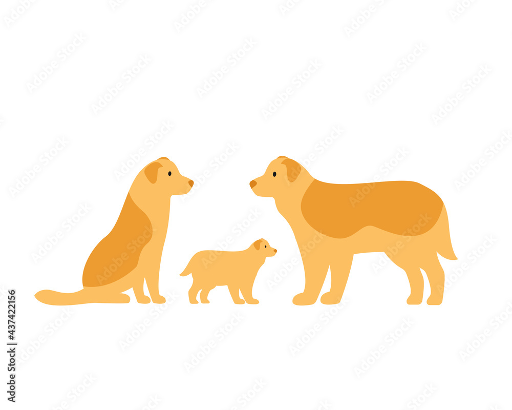 Family of dogs. Border Collie mom, dad and puppy. Family of dogs. Border Collie mom, dad and puppy.