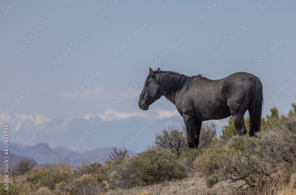 Fototapeta premium Wild Horse Stallion in the Utah Desert