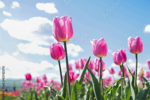 Fototapeta Naklejka Na Ścianę i Meble -  Pink tulips in the middle of the tulip of your field. Amazing pink tulip flowers blooming in a tulip field, against the background of blurry tulip flowers in the sunset light.