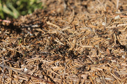 Ants at work