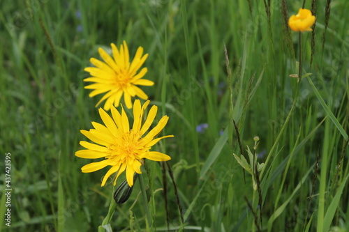 Yellow wildflowers