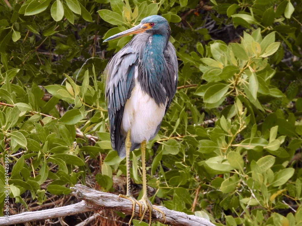 Fototapeta premium Ibis in Florida