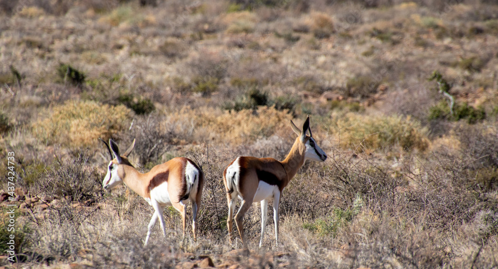Springbok isolated in the Karoo National Park in South Africa Springbok isolated in the Karoo National Park in South Africa