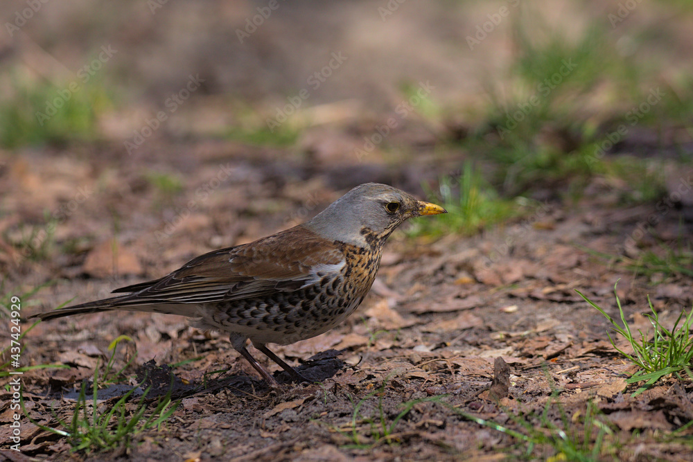 A cute fieldfare bird walks on last year's foliage in a city park.The fieldfare looking for food in early spring day. Hunting bird. A cute fieldfare bird walks on last year's foliage in a city park.The fieldfare looking for food in early spring day. Hunting bird.