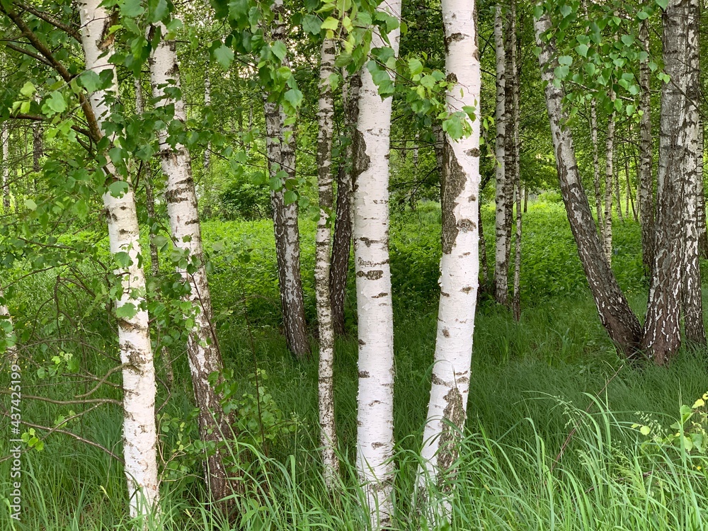Obraz premium Birch grove on a summer day.