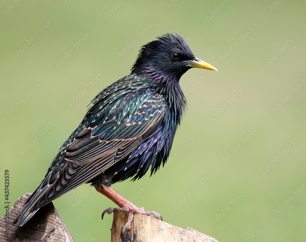 Obraz premium starling