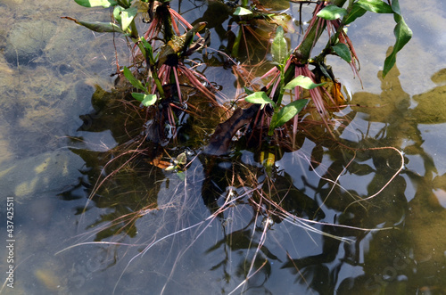 Roots of Plant in Water River Beas Nadaun Himachal Pradesh India photo