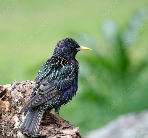 starling