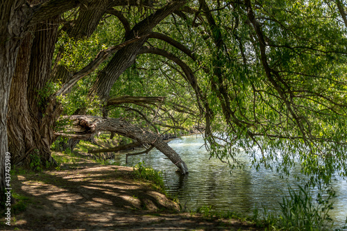 Creekside forest tree