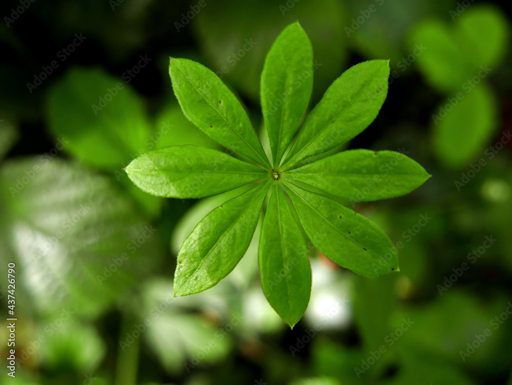 macro di bella piantina verde illuminata dal sole macro di bella piantina verde illuminata dal sole