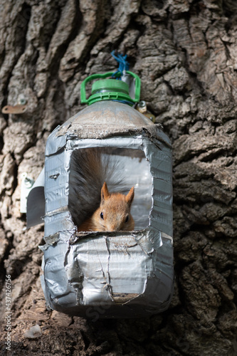 squirrel sitting in a bird feeder