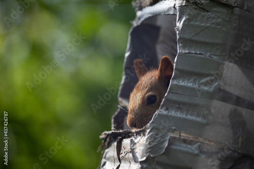 squirrel sitting in a bird feeder