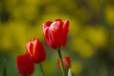 Wonderful bright red tulips with green and yellow bushes in the background. Spring flowers on a warm sunny day. Close-up.