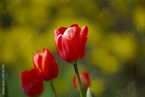 Wonderful bright red tulips with green and yellow bushes in the background. Spring flowers on a warm sunny day. Close-up.