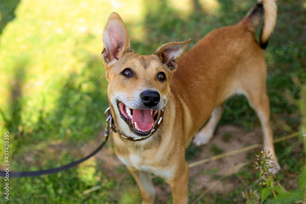 Red-haired smooth-haired dog walks in the park on a sunny summer day Red-haired smooth-haired dog walks in the park on a sunny summer day