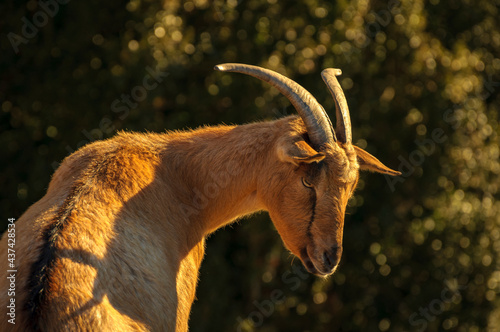 Domestic goats  Capra aegagrus hircus  in the Bellmunt Sanctuary  Osona  Barcelona  Catalonia  Pyrenees  Spain 