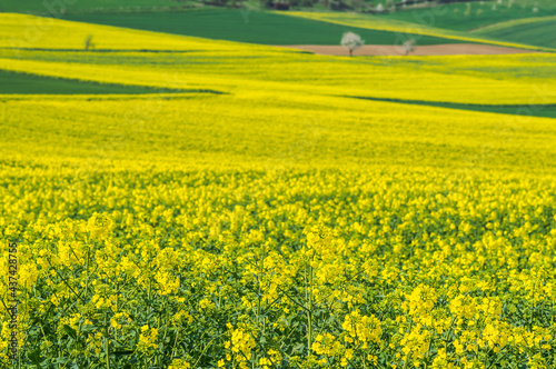 A yellow blooming rape field
