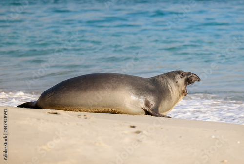 Side view of an elephant seal on the beach in Cuyler Harbor, San Miguel Island, Channel Islands. photo