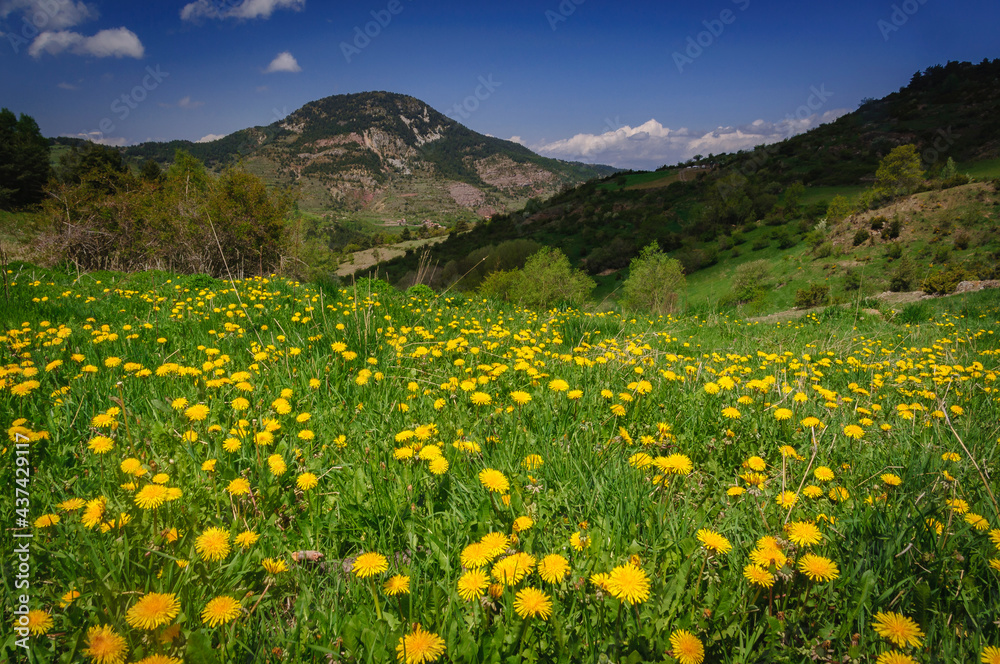 Flowers in Estana in spring (Cerdanya, Catalonia, Spain, Pyrenees)