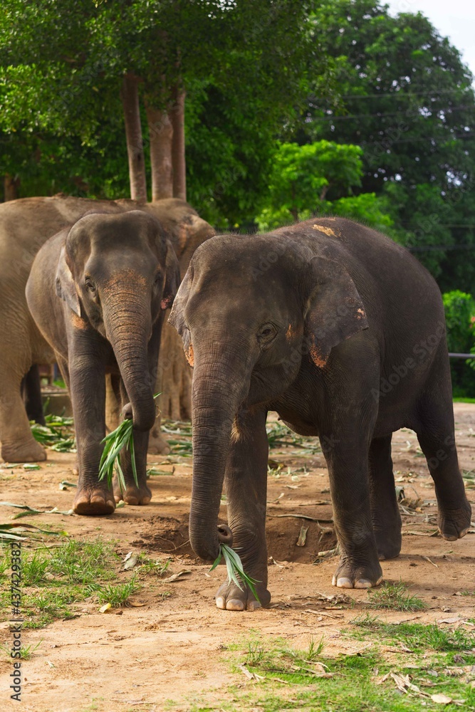 Fototapeta premium Elephant Nature Park in Thailand.