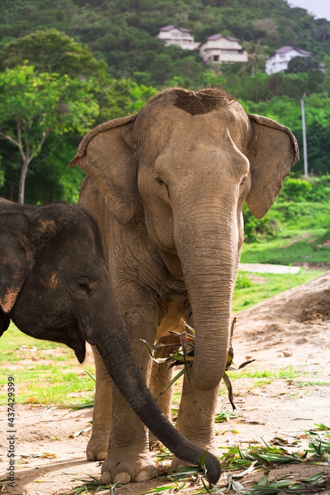 Fototapeta premium Elephant Nature Park in Thailand.