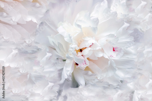 Background from delicate white peonies. Content for business  design.