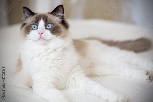 Fototapeta Naklejka Na Ścianę i Meble -  Young beautiful purebred Ragdoll cat at home