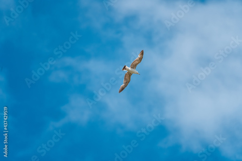 Seagull in the blue sky