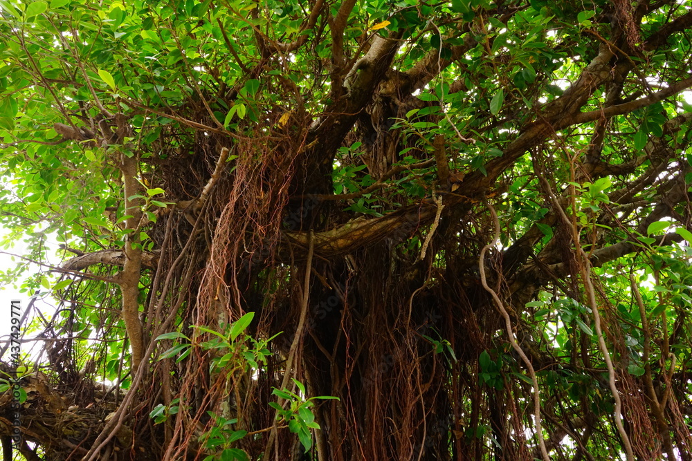 Giant green Banyan tree in Okinawa, Japan - ガジュマルの木 沖縄 日本 Giant green Banyan tree in Okinawa, Japan - ガジュマルの木 沖縄 日本