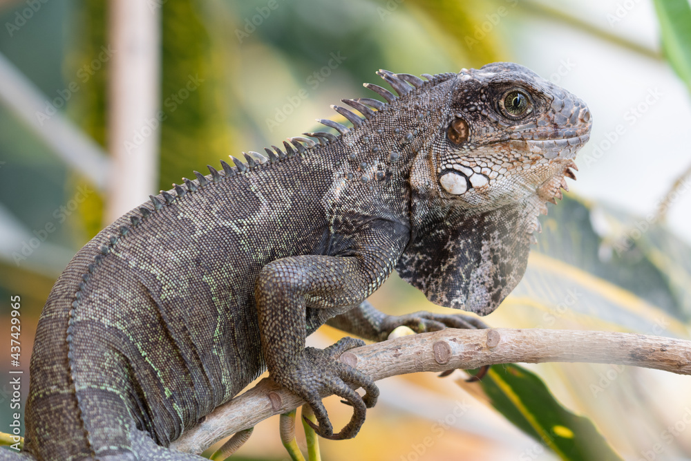 Fototapeta premium green iguana 