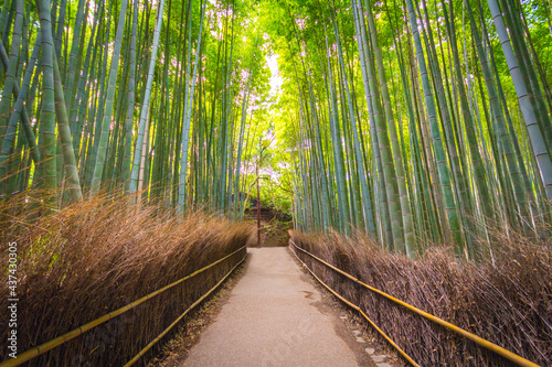 Fototapeta Naklejka Na Ścianę i Meble -  bamboo forest, Kyoto Japan 