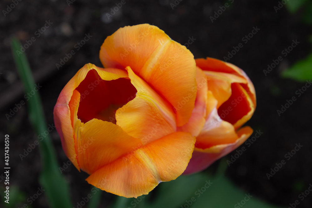 Top view close up of orange yellow and pink marbled tulips in a garden with dark bokeh background Top view close up of orange yellow and pink marbled tulips in a garden with dark bokeh background