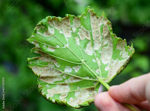 A close-up of a grapevine infected by downy mildew grapevine disease. A grape's leaf with white downy fungal on the underside of the leaf. photo