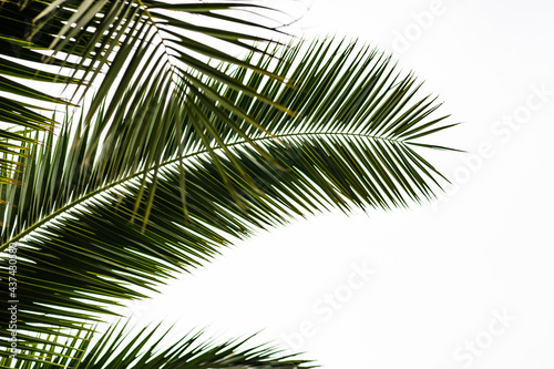 Palm tree leaves as a summer background